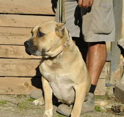 AITANA DE KING ZULU