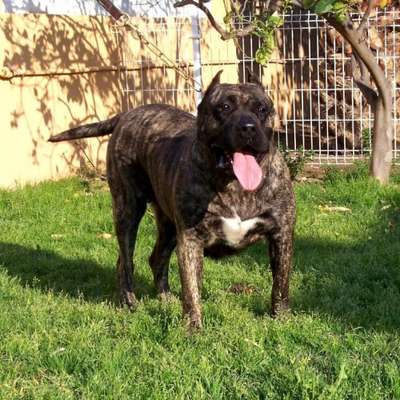 SHAKYRA DE ALACANT BULL
