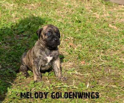 MELODY GOLDENWINGS
