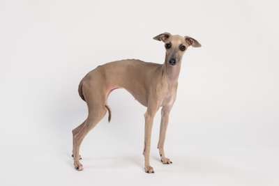 Hickory Annaperla