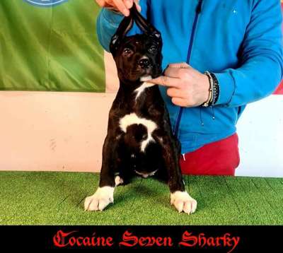 COCAINE OF SEVEN SHARKY DINASTY