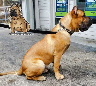 GOLDFINGER DE CABEZA GRANDE