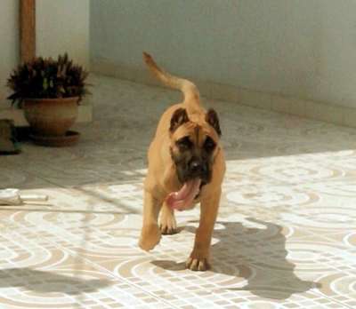 SHILA DE VALLE DEL PRESA