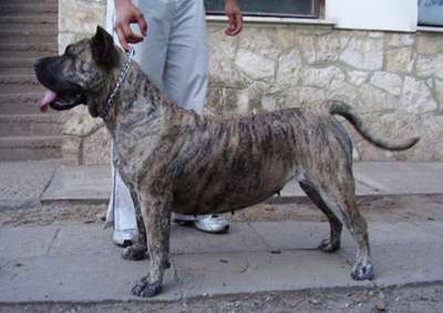 DOGMA'S CASSIOPE