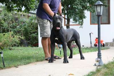 MAXIMUS EL AUTENTICO CANARIO