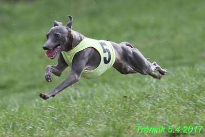 Hannach Feritte Bugsy
