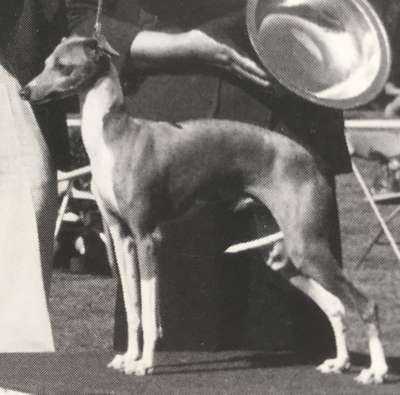 Dasa's Duke Of Mountain Brook