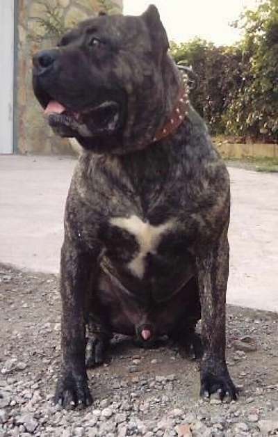 IRK DE DOG REAL