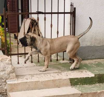 JACHA DE ZHONGHAI KENNEL