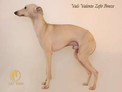 Vals Valento Zefir Breeze