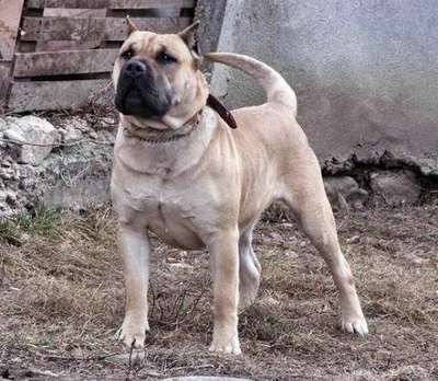 NOVA BULLSARA DEL PEMBA