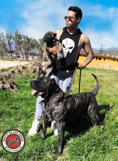 ASLAM BRAVO DE LOS ANDES