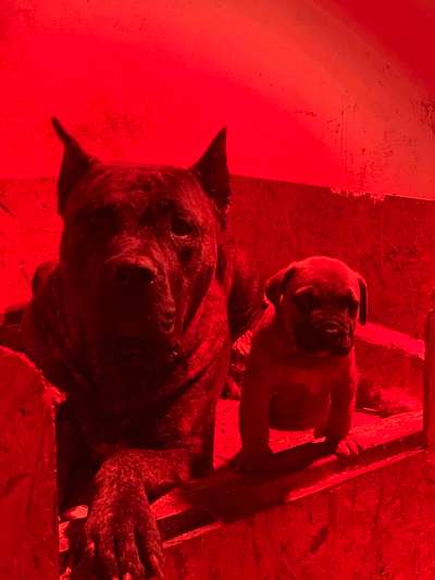 ZARA DEVIL'S BONE KENNEL