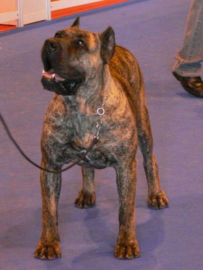 PAPAYA DE FENCING DOGS