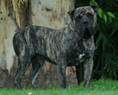 TAMAN DE BARNACAN BULL