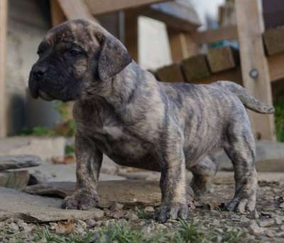I-FEMALE 3 TABAK DAK