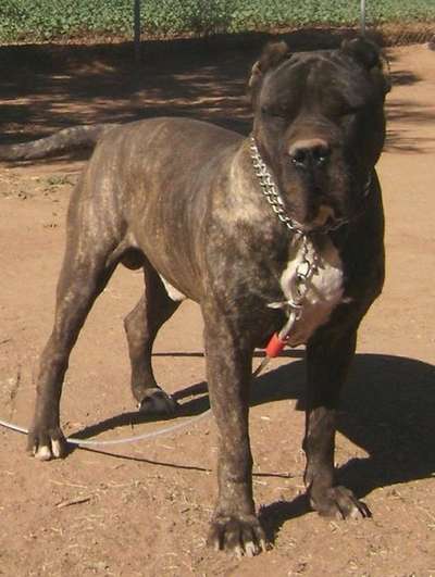 TROY DE CANCHAS MAHAN (EL DIABLO)