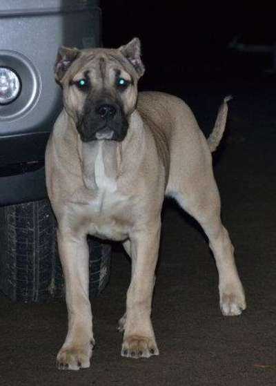 SIMBA DE PRESA CAN