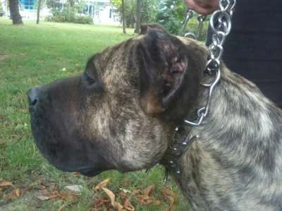 BOSS BULL CANARIO GRINGO