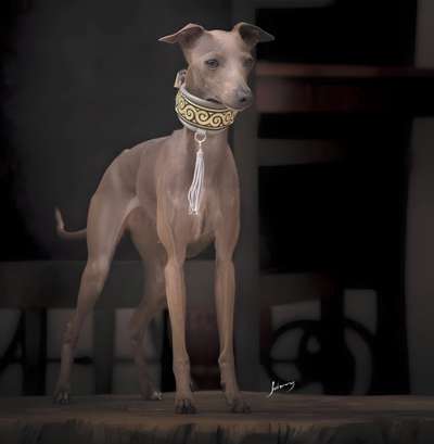 House Of Hounds Ella La Bella