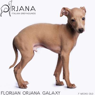 Florijan Orjana Galaxy