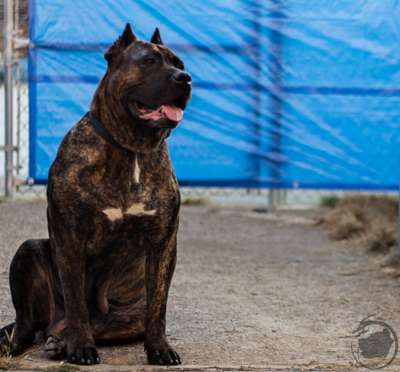 NALA DE RANCHO LA PIEDRA