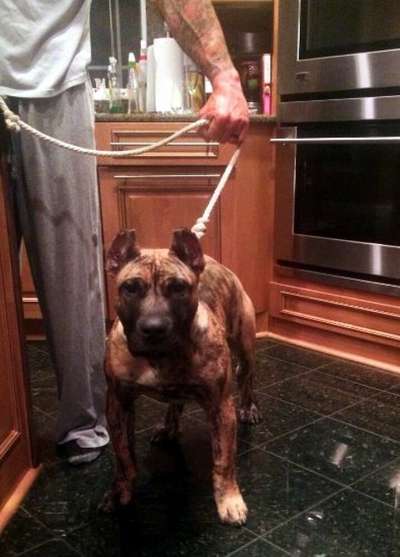 MIDWEST PRESA CANARIO'S TITO