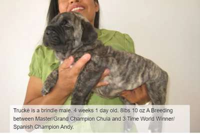 BRAVO KENNEL’S TRUCKE