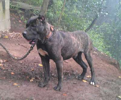 AFUR DE PERRO DE LA TIERRA