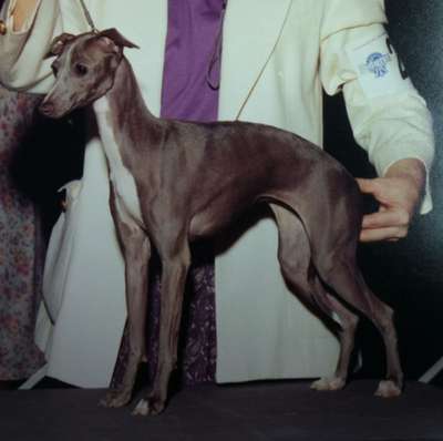 Honore's Blu Skye Of Rohan