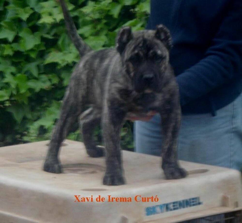 Presa Canario bardino relajado — fenotipo auténtico