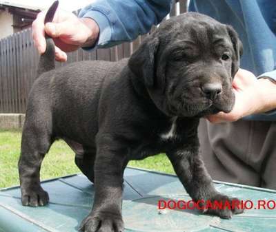 BOSS BULL CANARIO DIABLO