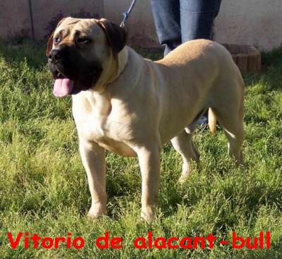 VITORIO DE ALACANT BULL