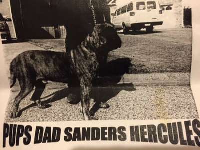 SANDERS HERCULES