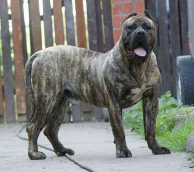 TAYSON CANCHAS DE LOS GUANCHOS