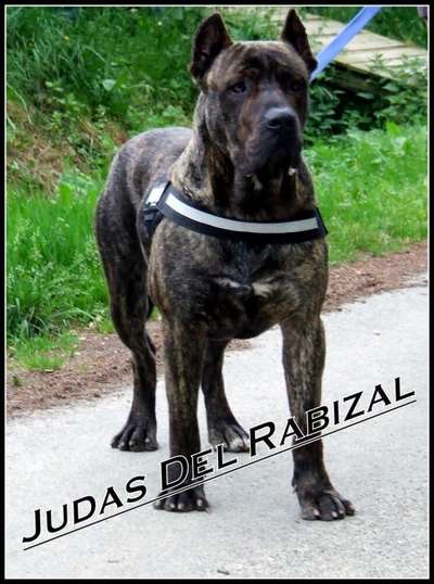 JUDAS DEL RABIZAL