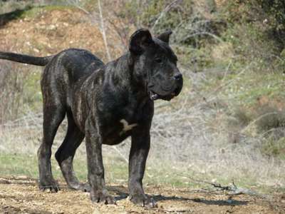 KAIFAS DEL RABIZAL