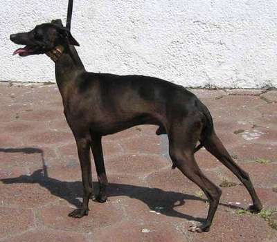 Sweet Sacher (Pardo)