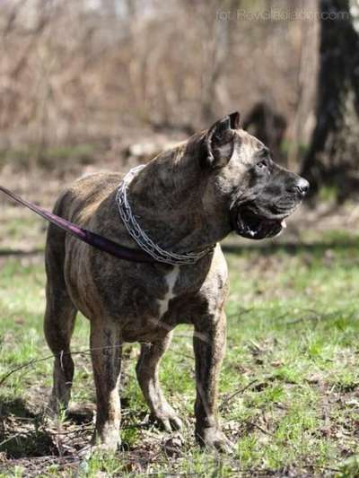 GRANBASSI DE FENCING DOGS