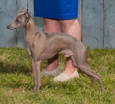 Cantex Blue Jays' Topdog