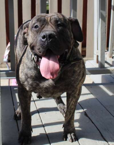 STRINGER KENNELS HARLEY