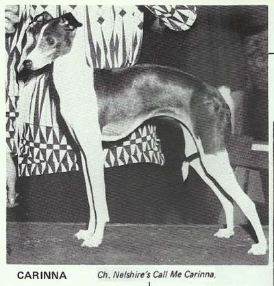 Nelshire's Call Me Carinna