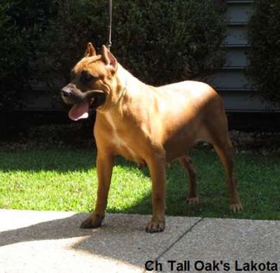 LAKOTA OF TALL OAKS