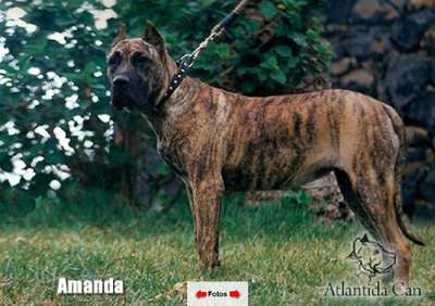 AMANDA DE ATLANTIDA CAN