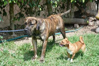 BALAQUE DE ESPARTANO KENNEL