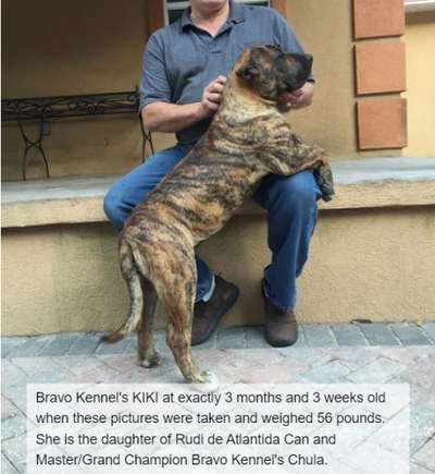 BRAVO KENNEL’S KIKI