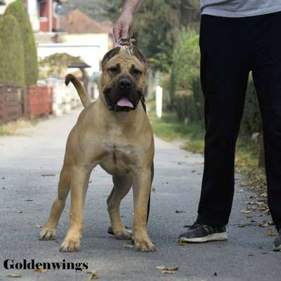 RAMONA GOLDENWINGS