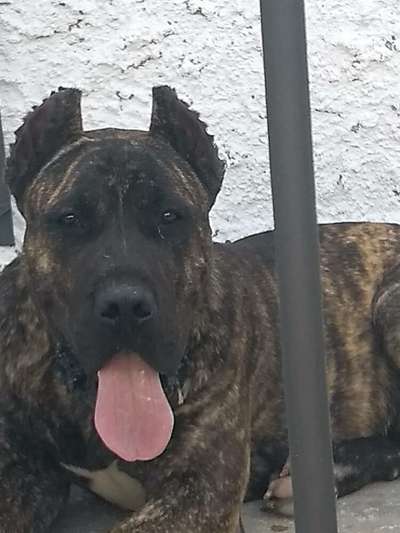 BUCOVINA WORKING DOGS A'HURACAN