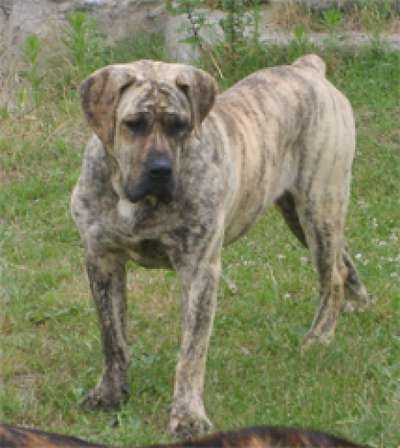 KLARYSA DOLINA ROSY