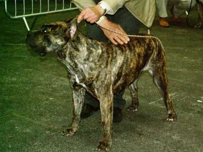 CONNIE DU PETIT LARONXE